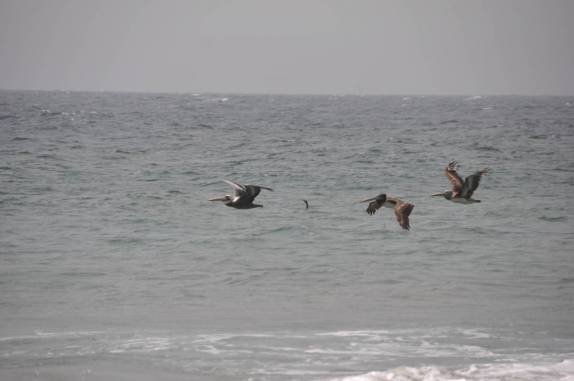 Pelicanos voam tranquilamente em Mancora, no litoral norte do Peru